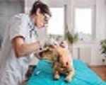 DR Veterinary